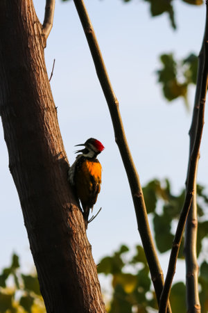Redhead great woodpecker on the branchの写真素材