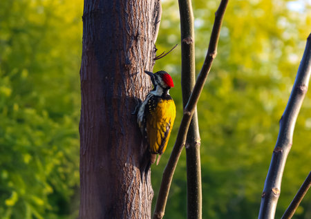 great spotted woodpecker on a branch