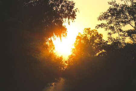 beautiful landscape of sunset in the woods in forestの写真素材