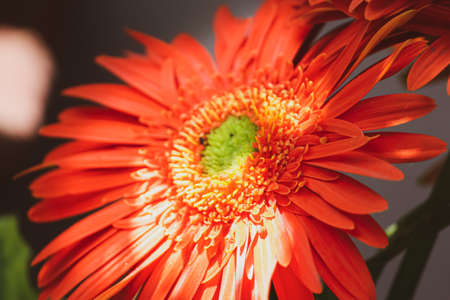 closeup of red gerbera flower with sunrays on itの写真素材
