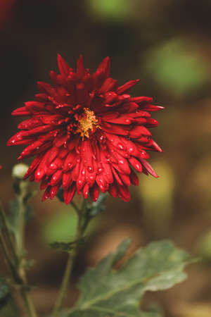 closeup of red dahlia flower with water dropsの写真素材
