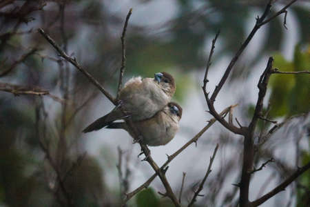 two small birds (couple) sitting on the branchの写真素材