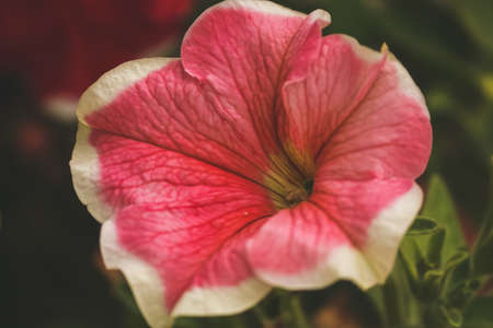 red poppy flower in blooming in the gardenの写真素材