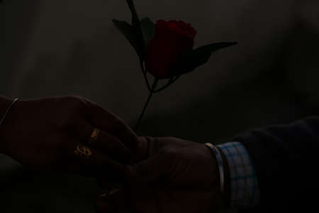 a person gifting a red rose to the lover valentine specialの写真素材