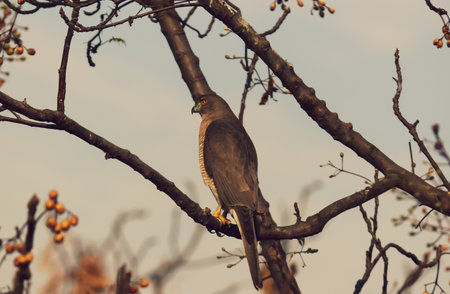 An avian raptor bird sitting on the branchの写真素材