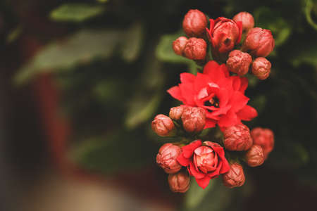 close up of Japanese red quince flower with a green backgroundの写真素材