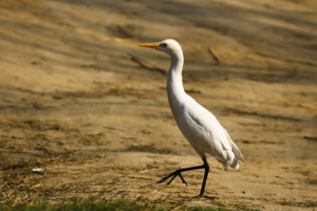 A great white heron walking on the muddy groundの写真素材