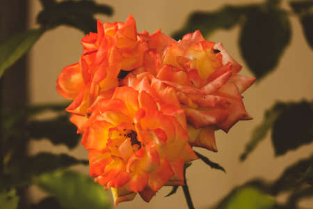 yellow-orange bicolour rose flower in the gardenの写真素材