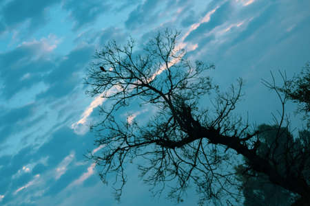 landscape view of a leafless tree and cloudy skyの写真素材