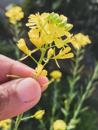 closeup of a hand holding yellow flowerの写真素材