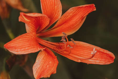 closeup of an orange tiger lily in the garden with water drops on itの写真素材