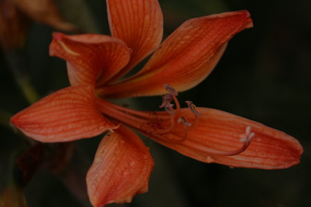 orange tiger lily with water drops in the gardenの写真素材