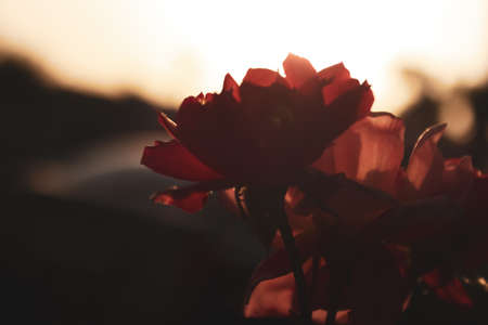 silhouette of a rose flower in the sunsetの写真素材