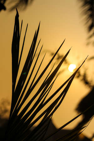 beautiful silhouette of the plant beautiful landscapeの写真素材