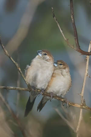robin couple pair sitting on a branchの写真素材