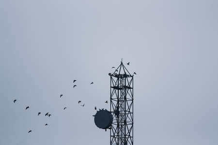 view birds flying around the tower in the cityの写真素材