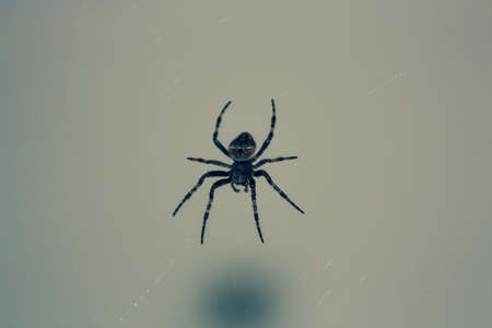 closeup of an eight-legged creepy spider on the webの写真素材