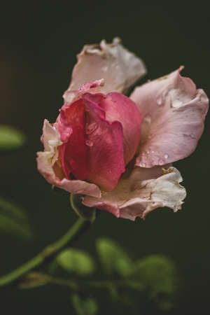 closeup of pink rose with drops on itの写真素材