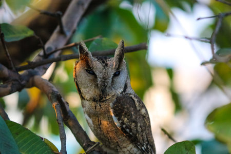 Closeup of a born horned owl with half-opened eyesの写真素材