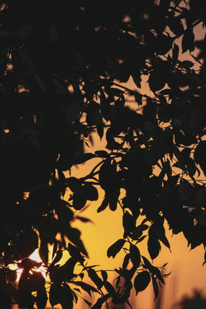 silhouette backdrop of autumn leaves in the sunの写真素材