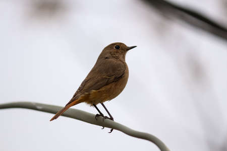 a brown robin perched on a branchの写真素材