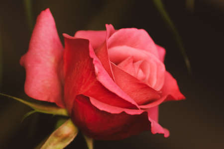 closeup of a detailed pink rose on black backgroundの写真素材