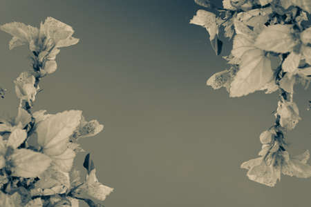 Vintage background with leaves and flowersの写真素材