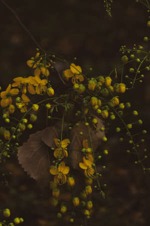 Beautiful landscape of golden shower flowers hanging down of the spring seasonの写真素材
