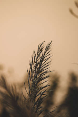 silhouette of single isolated wheat grain in the fieldの写真素材