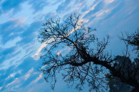 leafless tree against the dramatic cloudy skyの写真素材