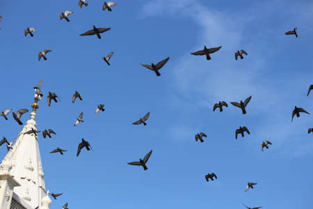 flock of birds migrating in the blue skyの写真素材