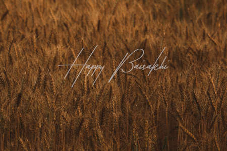 Illustration of Happy Baisakhi with a wheat backgroundの写真素材
