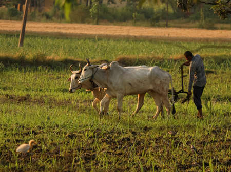 A Farmer ploughing his fields with bullsのeditorial素材