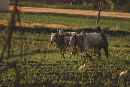A view of farmer ploughing fields with cowsのeditorial素材