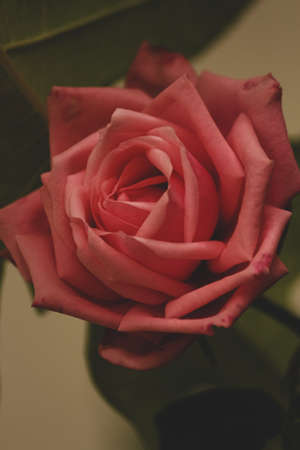 A closeup of pink rose with detailed petalsの写真素材