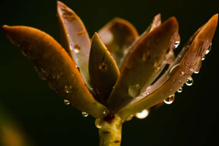 A closeup of an echeveria plant with raindrops on itの写真素材