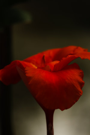 closeup of red poppy wildflower in the darkの写真素材