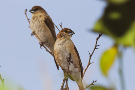 closeup of persian birds sitting and posing on a branchの写真素材