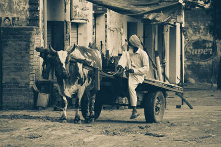 An old man on a bull and cart old time transportのeditorial素材