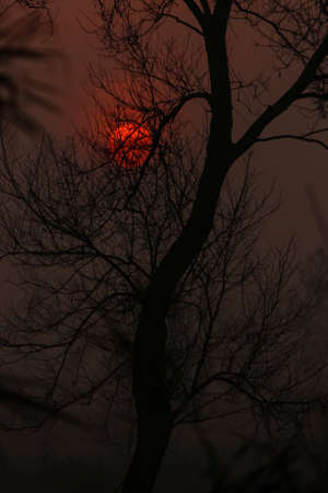 A landscape view of the sun rising in woods with scary branches silhouetteの写真素材