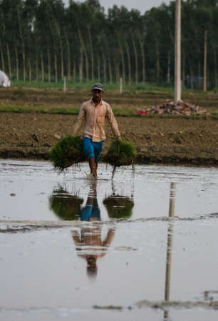 A man working in paddy rice agricultural fieldのeditorial素材