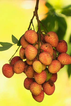 A closeup of a bunch of litchis fruit hanging on a treeeの写真素材