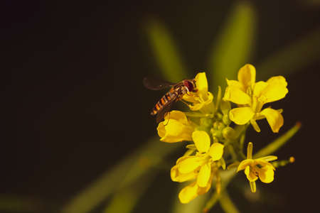 A small honey bee sitting and nourishing a yellow flowerの写真素材