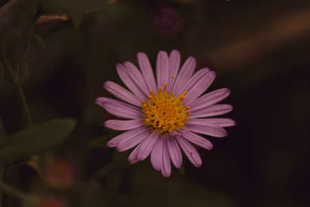 close up of a tiny violet daisy flower with water drops on itの写真素材
