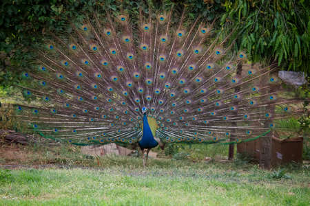 An Indian national bird peacock dancing with open feathersの写真素材