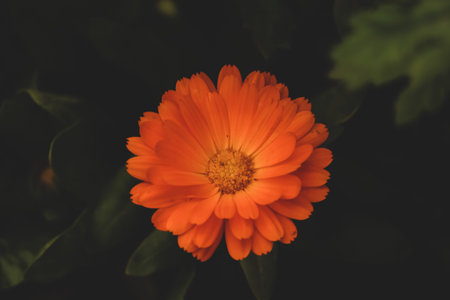 A closeup of orange gerbera calendula flowerの写真素材