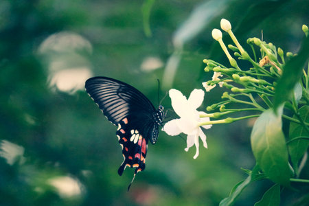 A black-winged butterfly nourishing on a white  flowerの写真素材
