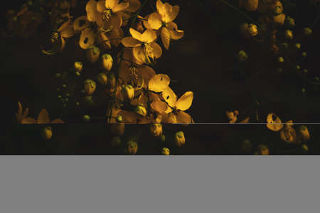 closeup of golden shower autumn flowersの写真素材