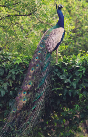 Indian national bird peacock with feathers posingの写真素材