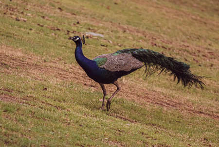 A beautiful turquoise wild peacock running in the grassの写真素材